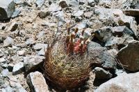 Pyrrhocactus sp. PV 1961_2.jpg